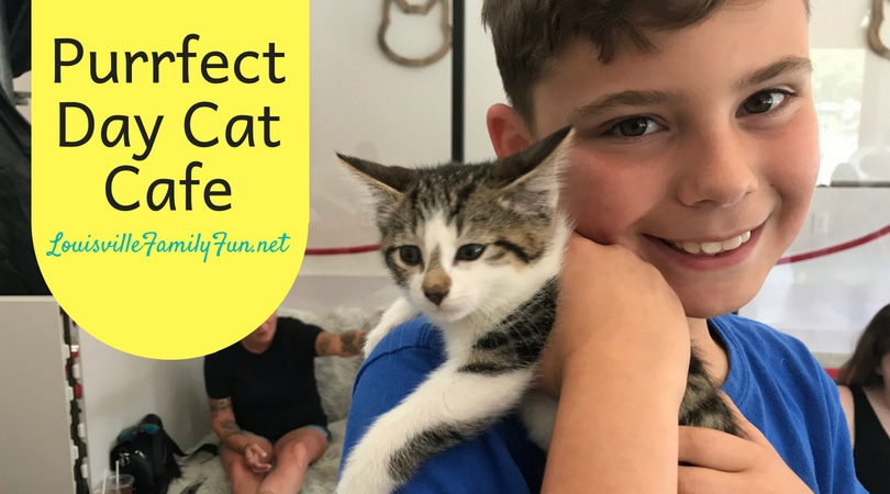 Purrfect Day Cat  Cafe  Louisville  Family Fun