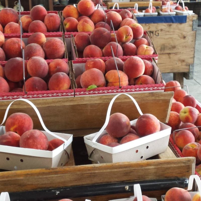 family farm Louisville peaches
