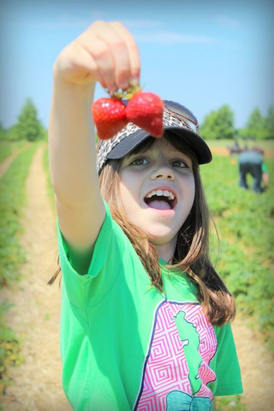 strawberry picking farm louisville