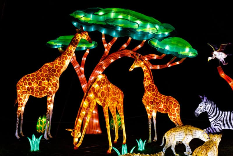 Louisville Zoo Wild Lights returns for 2022 Louisville Family Fun
