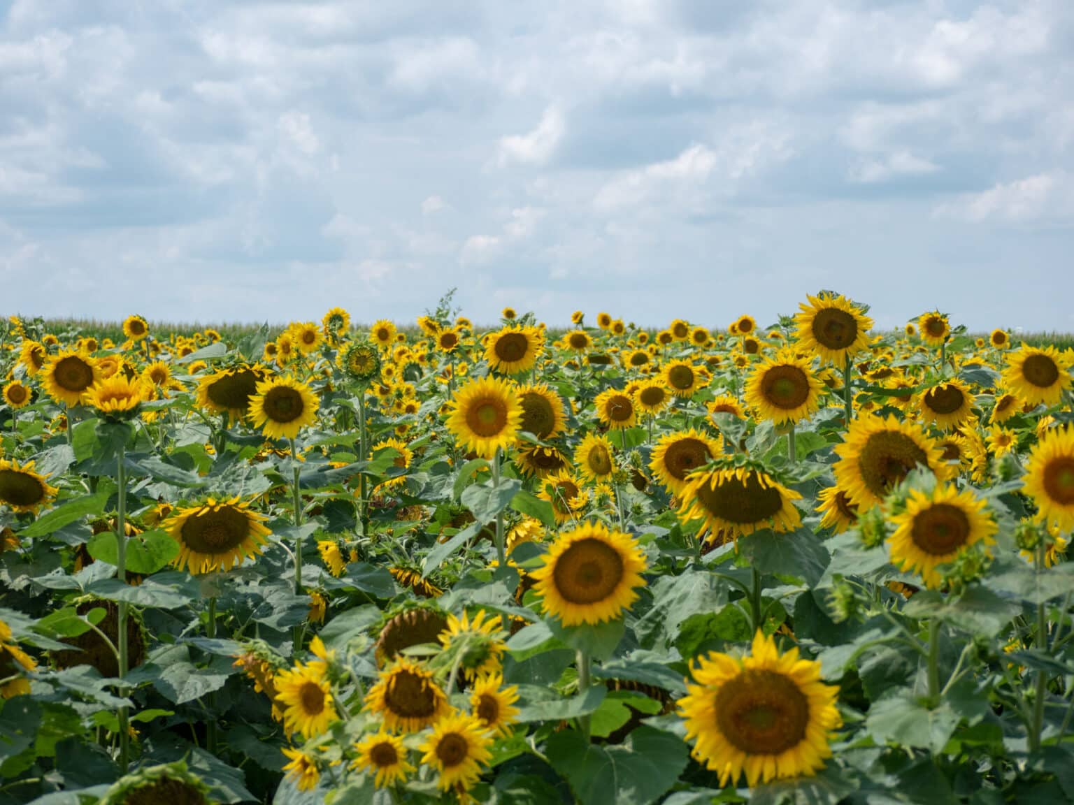 Sunflowers around Kentucky Louisville Family Fun
