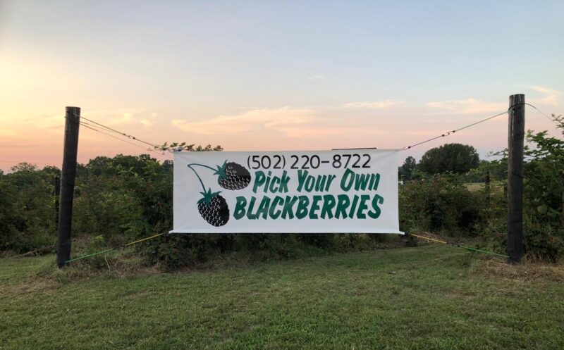 Blackberry picking near Louisville
