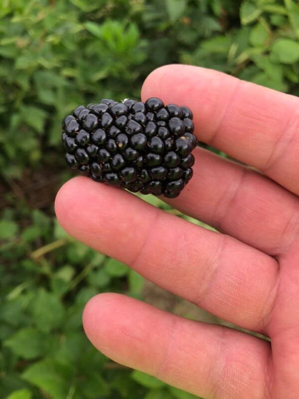 Blackberry picking near Louisville